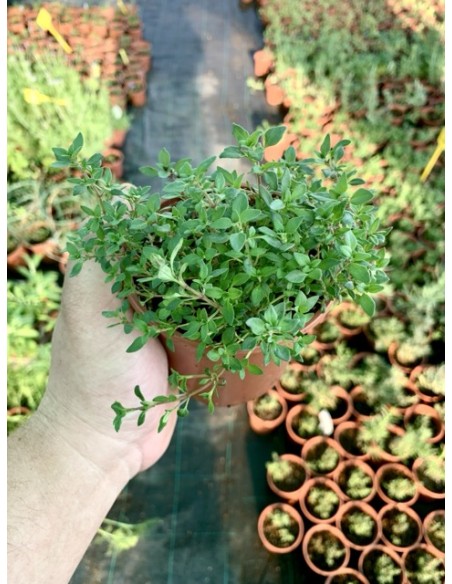 Tomillo Almoradux, Thymus mastichina