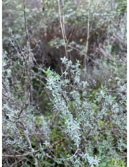 Tomillo Almoradux, Thymus mastichina