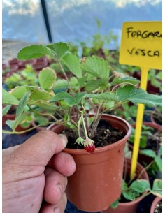 Fresa del bosque o silvestre, Fragaria vesca