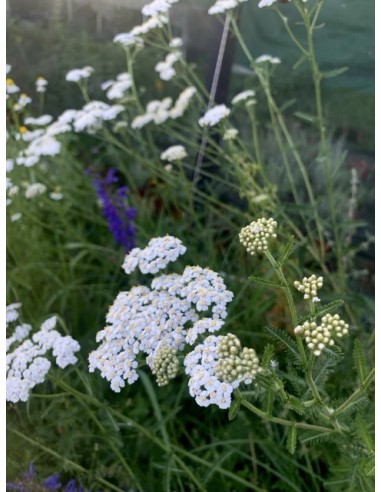 Aquilea o milenrama, achillea millefolium