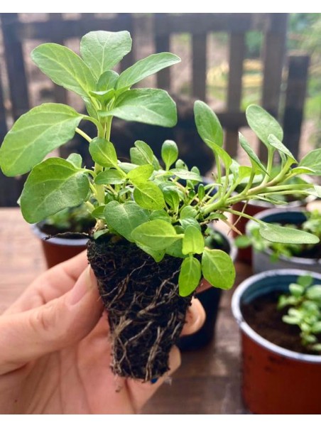 Menta poleo, Mentha pulegium