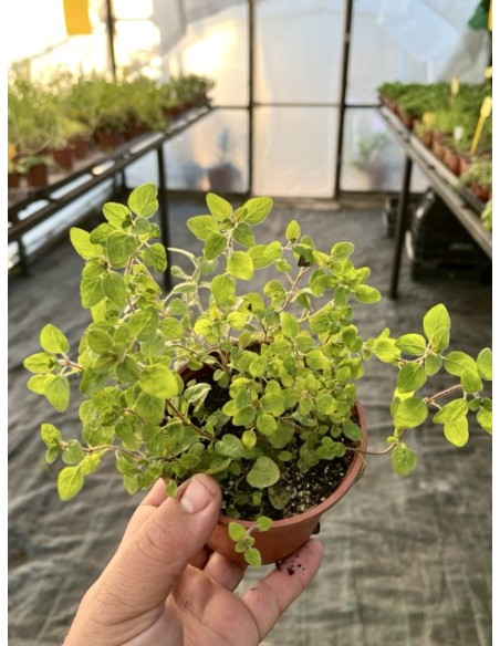 Orégano común, Origanum vulgare