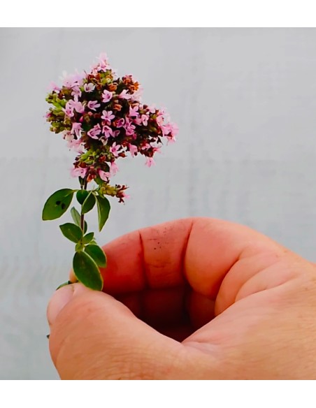 Flor de orégano vulgar, puede ser rosa o blanca