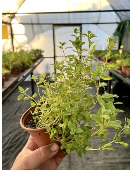 Orégano Mejorana, Origanum majorana