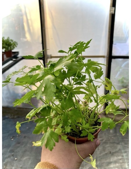 Perejil gigante de Italia, petroselinum sativum