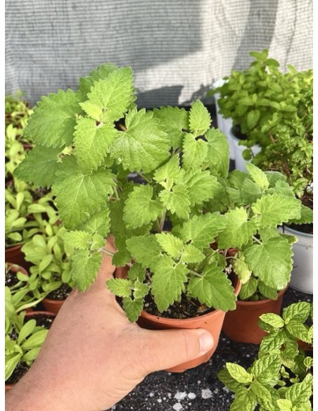 Menta gatera, Nepeta cataria