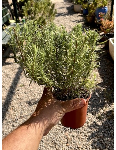 Lavanda Cantueso rabo largo, Lavandula pedunculata