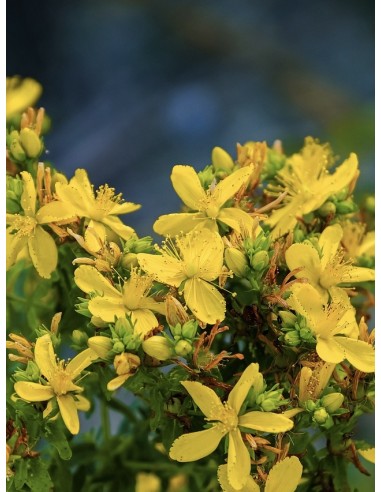 Hipérico europeo, hypericum perforatum