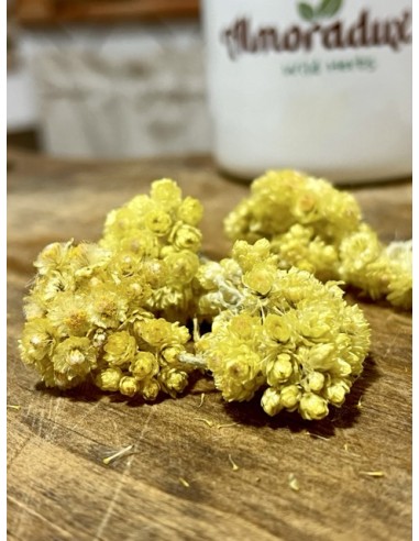Helicriso, helichrysum stoechas