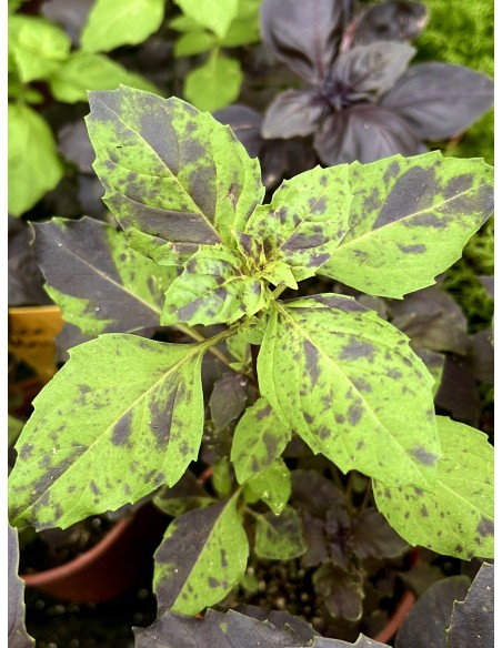 Albahaca morada, ocimum basilicuma