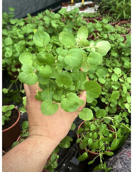 Berro acuático, Nasturtium officinale