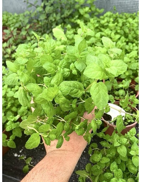 Menta verde, mentha piperina
