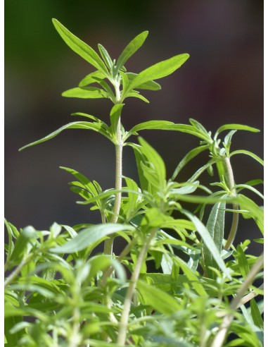 Ajedrea de huerta, ajedrea hortensis