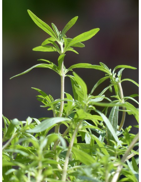 Ajedrea de huerta, ajedrea hortensis