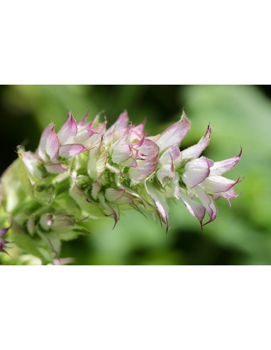 Salvia romana, salvia sclarea
