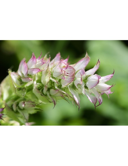 Salvia romana, salvia sclarea