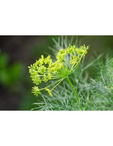 Eneldo, Anethum graveolens
