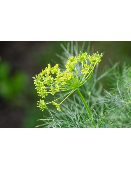 Eneldo, Anethum graveolens