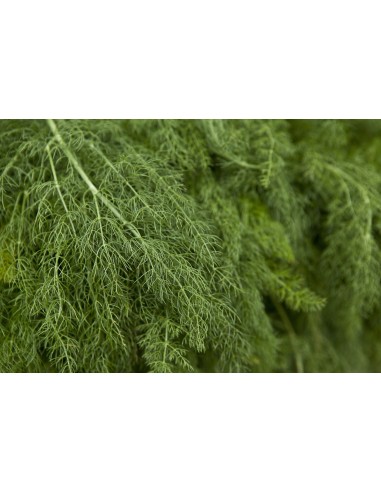 Eneldo, Anethum graveolens