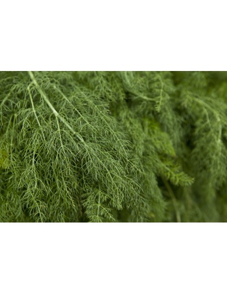 Eneldo, Anethum graveolens