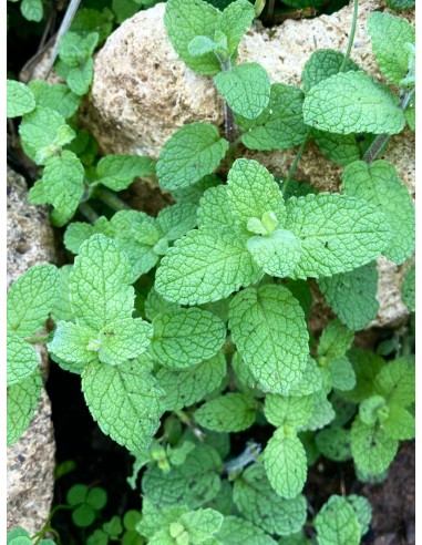 Mastranzo, Mentha suaveolens