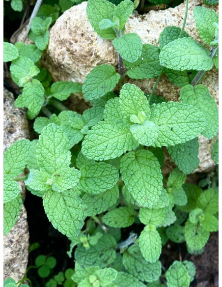 Mastranzo, Mentha suaveolens