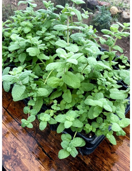 Mastranzo, Mentha suaveolens