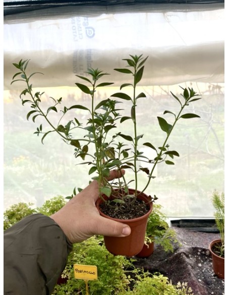 Antirrino silvestre, antirrhinum majus