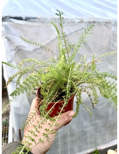 Aquilea o milenrama, achillea millefolium