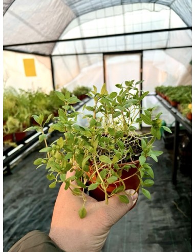 Ajedrea de huerta, ajedrea hortensis