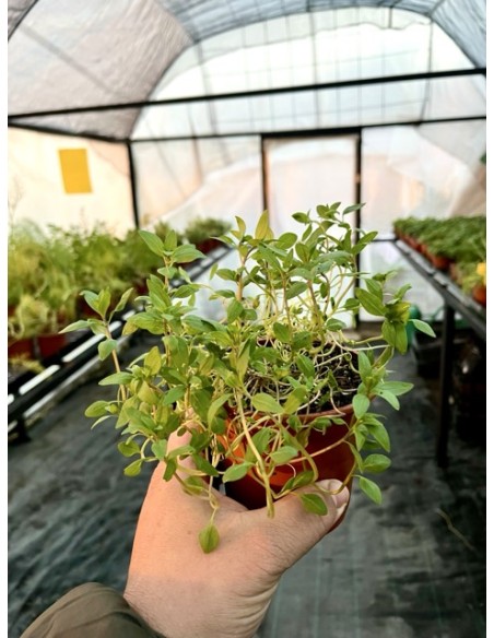 Ajedrea de huerta, ajedrea hortensis