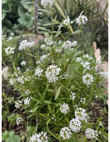 Aliso, Lobularia maritima