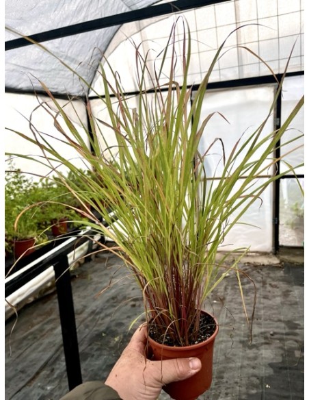 Citronela, Cymbopogon citratus