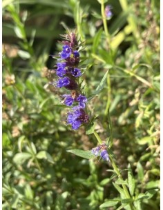 Hisopo. Hyssopus officinalis