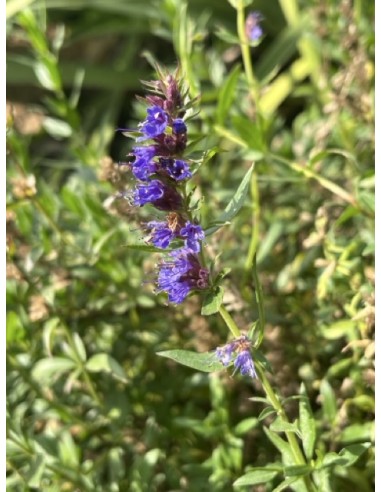 Hisopo. Hyssopus officinalis