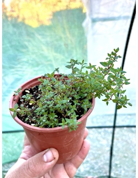 Tomillo común, Thymus vulgaris