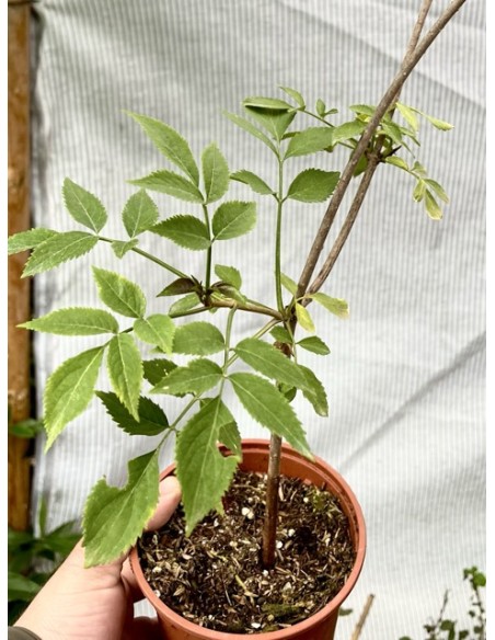 Sauco, sambucus nigra