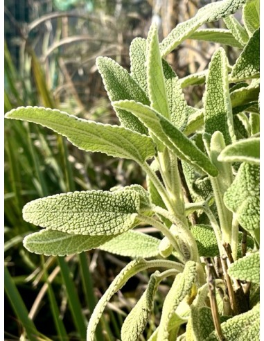 Matagallo, Phlomis purpurea