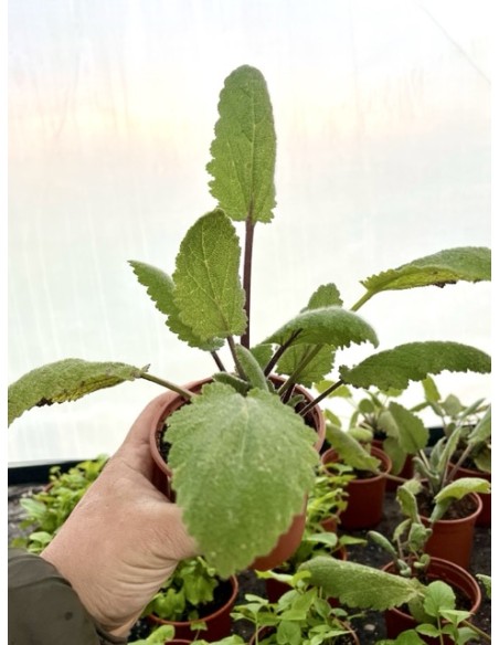 Salvia romana, salvia sclarea