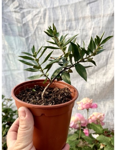 Mirto o arrayán, myrtus communis