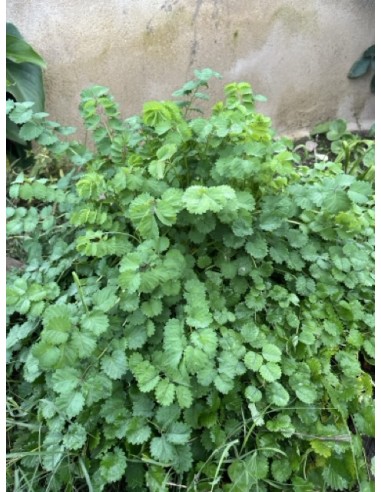 Pimpinela menor, hierba pepino, sanguisorba minor