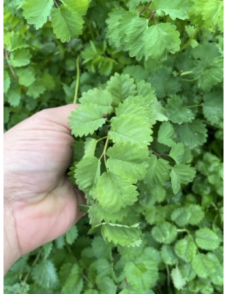 Pimpinela menor, hierba pepino, sanguisorba minor