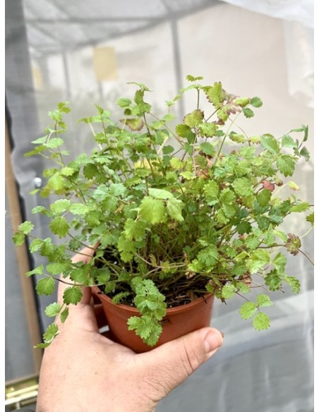 Pimpinela menor, hierba pepino, sanguisorba minor