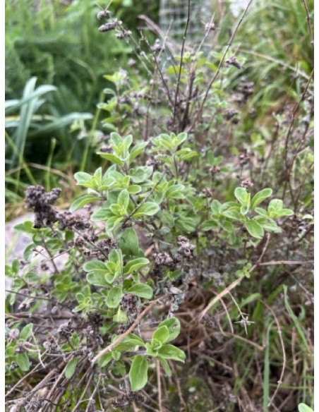 Orégano Mejorana, Origanum majorana