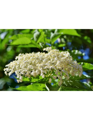 Sauco, sambucus nigra