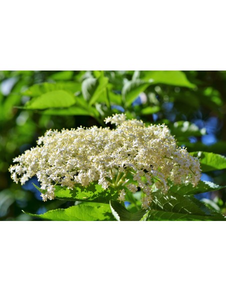 Sauco, sambucus nigra