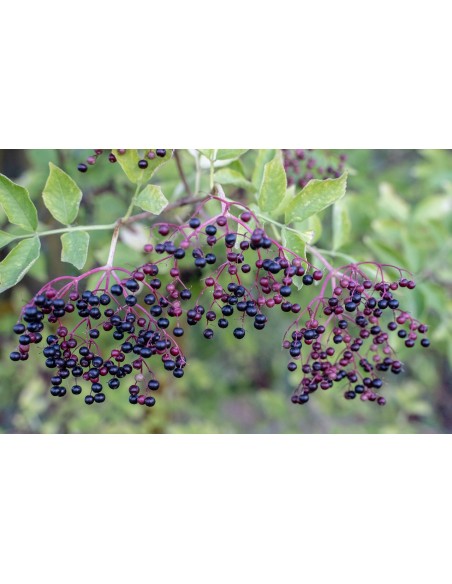Sauco, sambucus nigra