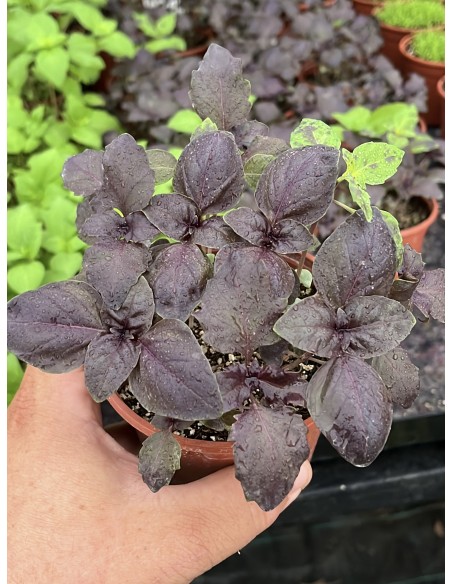 Albahaca morada, ocimum basilicuma