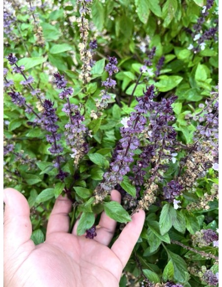 Albahaca tailandesa, ocimum basilicum thyrsflora