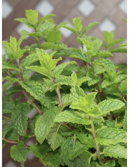 Hierba buena, Mentha spicata